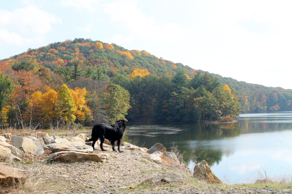 Yellow Creek State Park, Indiana, Pa.