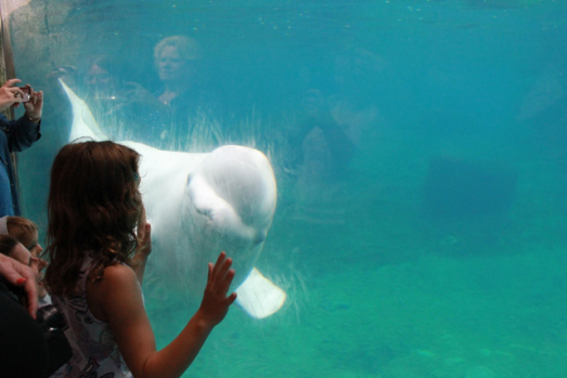 Maura admiring a sea creature at Mystic Aquarium.