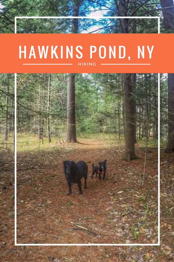 Hawkins Pond, NY, is Broome County's hidden hiking gem.